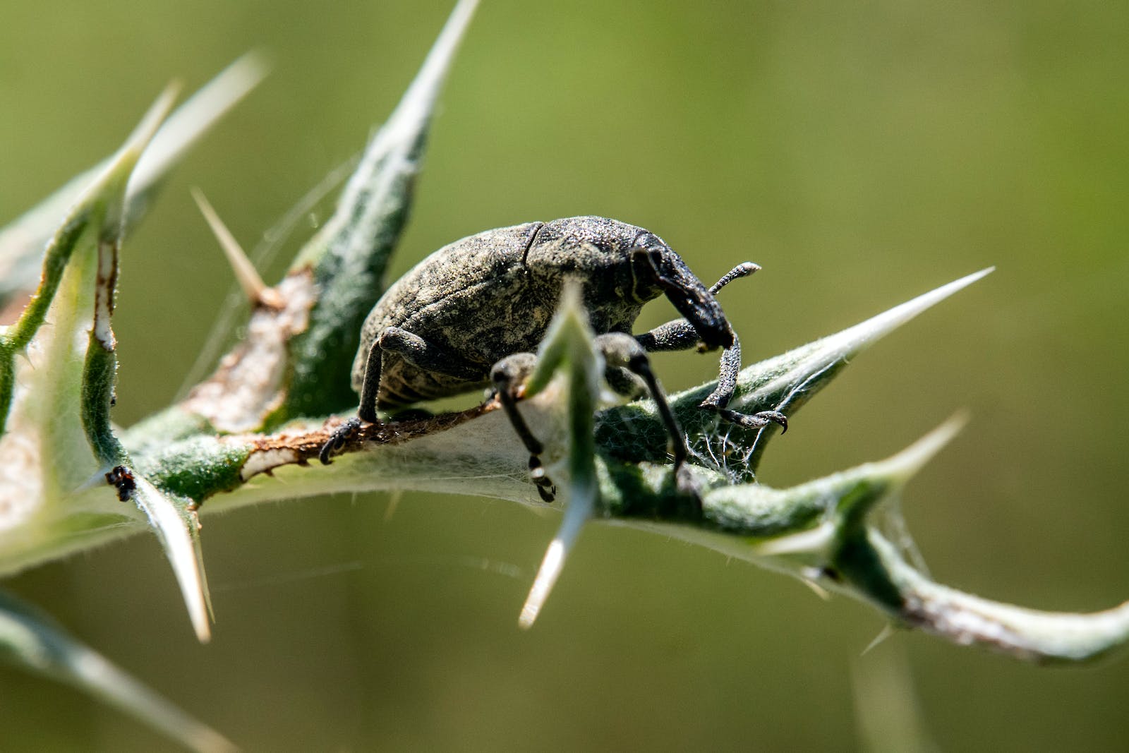 garden pests