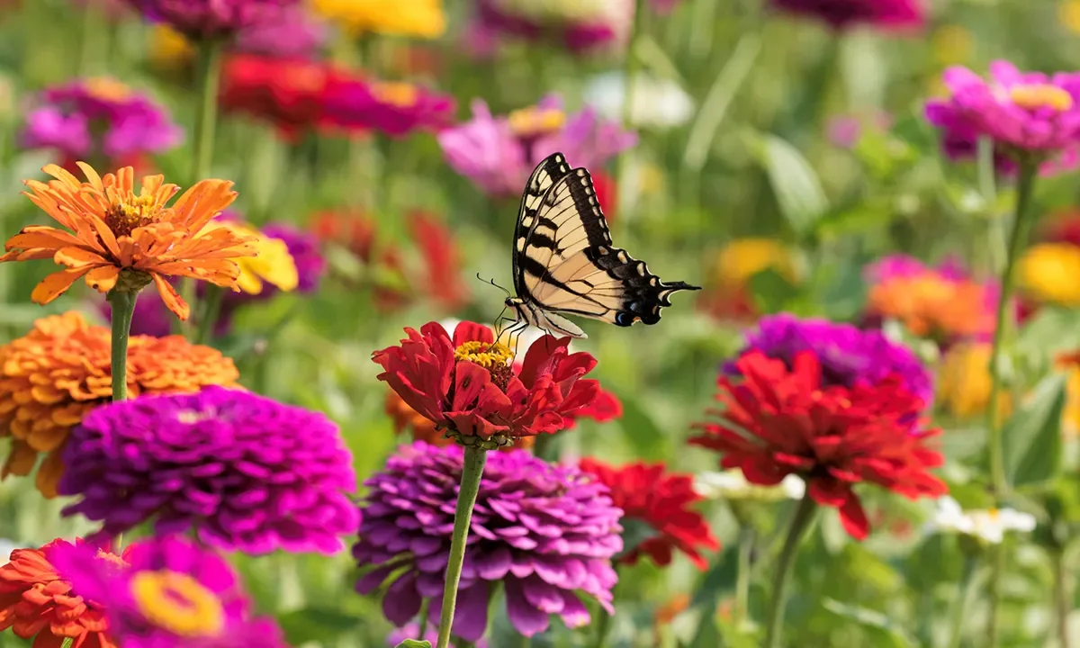 create a butterfly and bee friendly garden