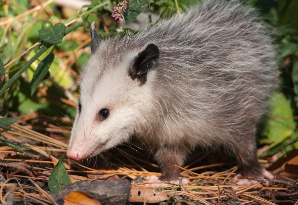 how to remove a possum from your garage