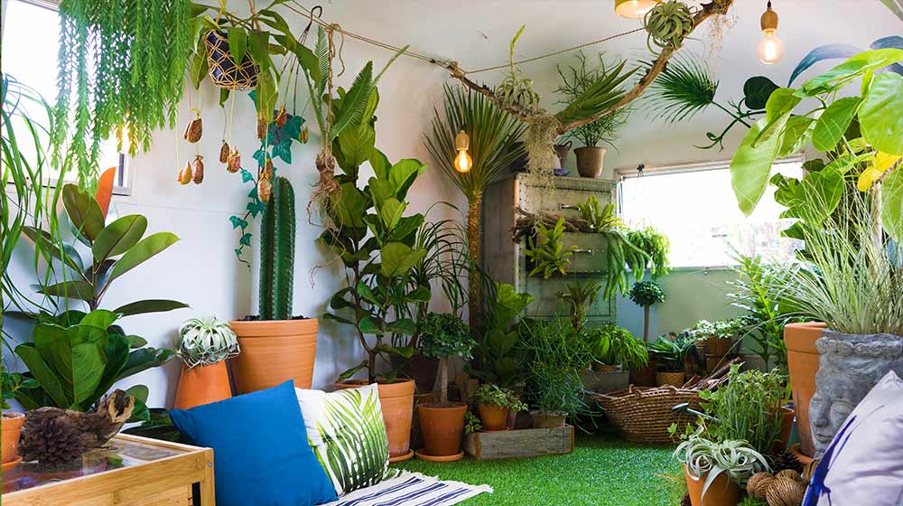 thriving indoor gardens