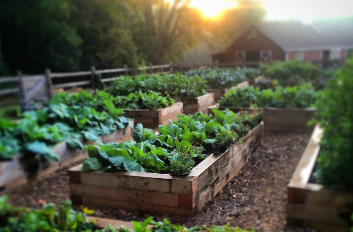 raised bed gardening ideas