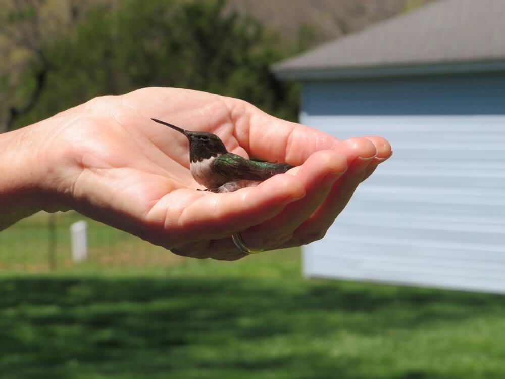 rescue a hummingbird stuck in your garage
