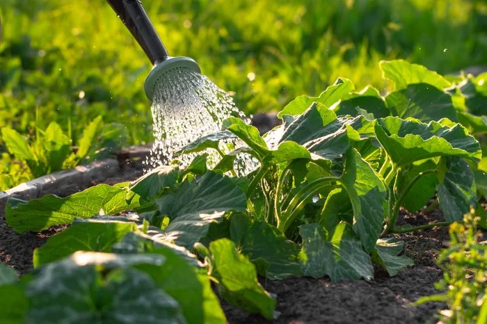 watering healthy plants