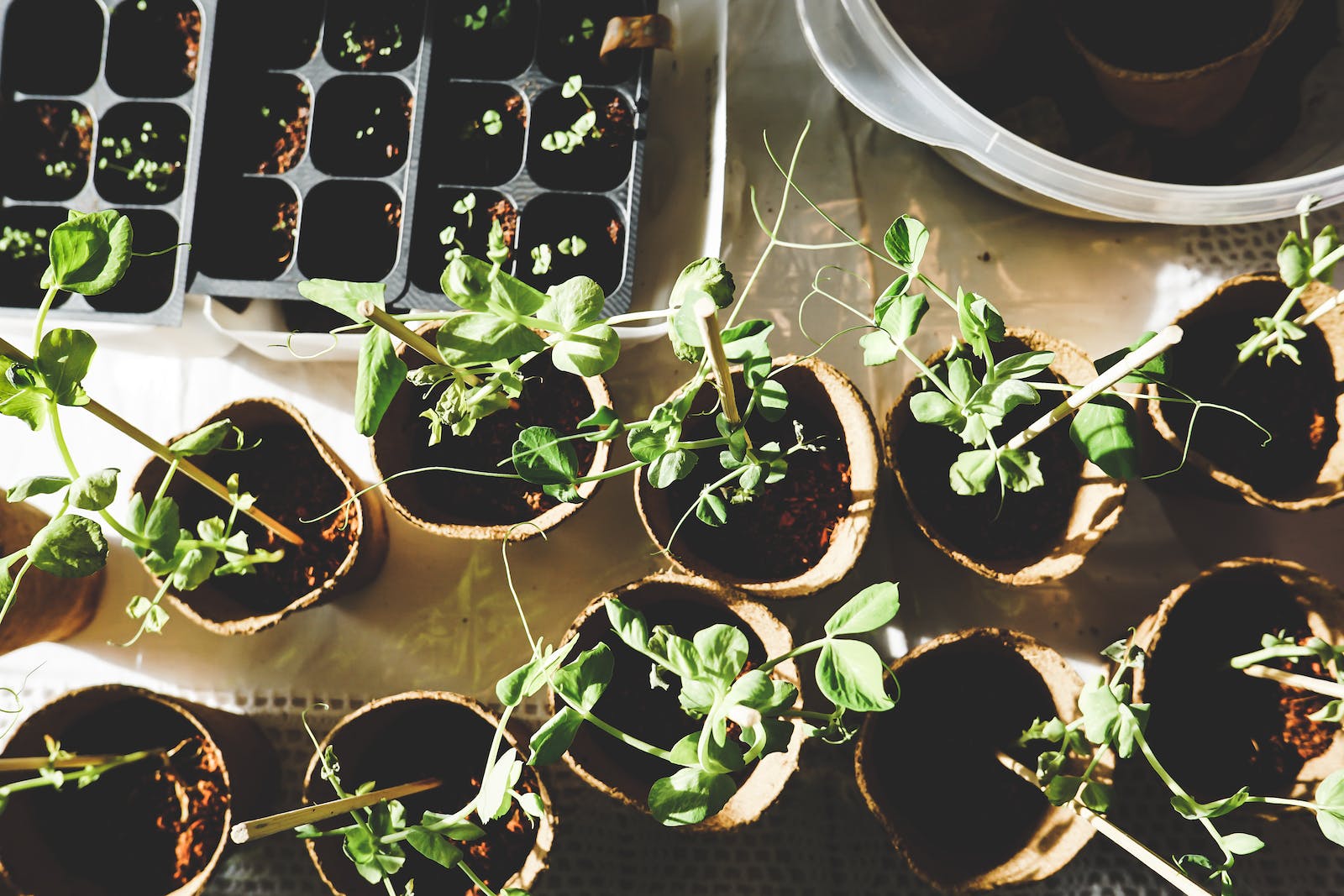 organic vegetable container gardening for beginners