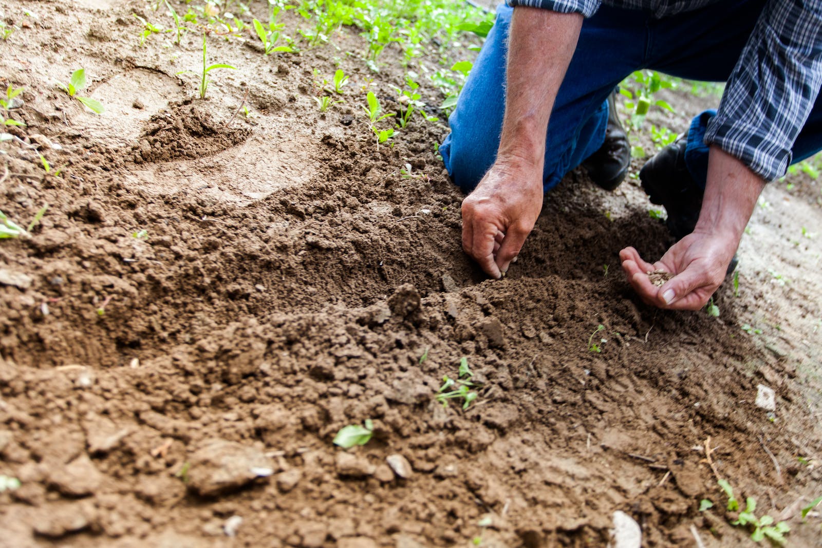 sustainable gardening methods