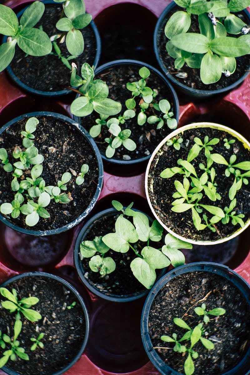 pot gardening for beginners