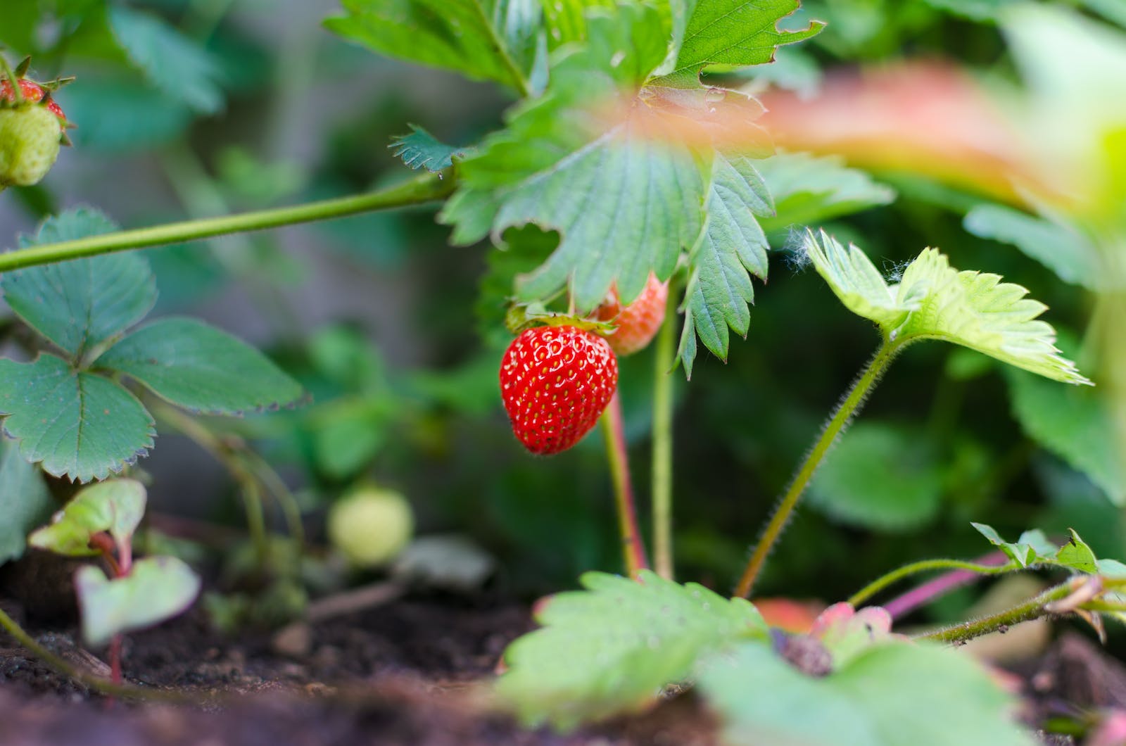 Mastering Organic Gardening