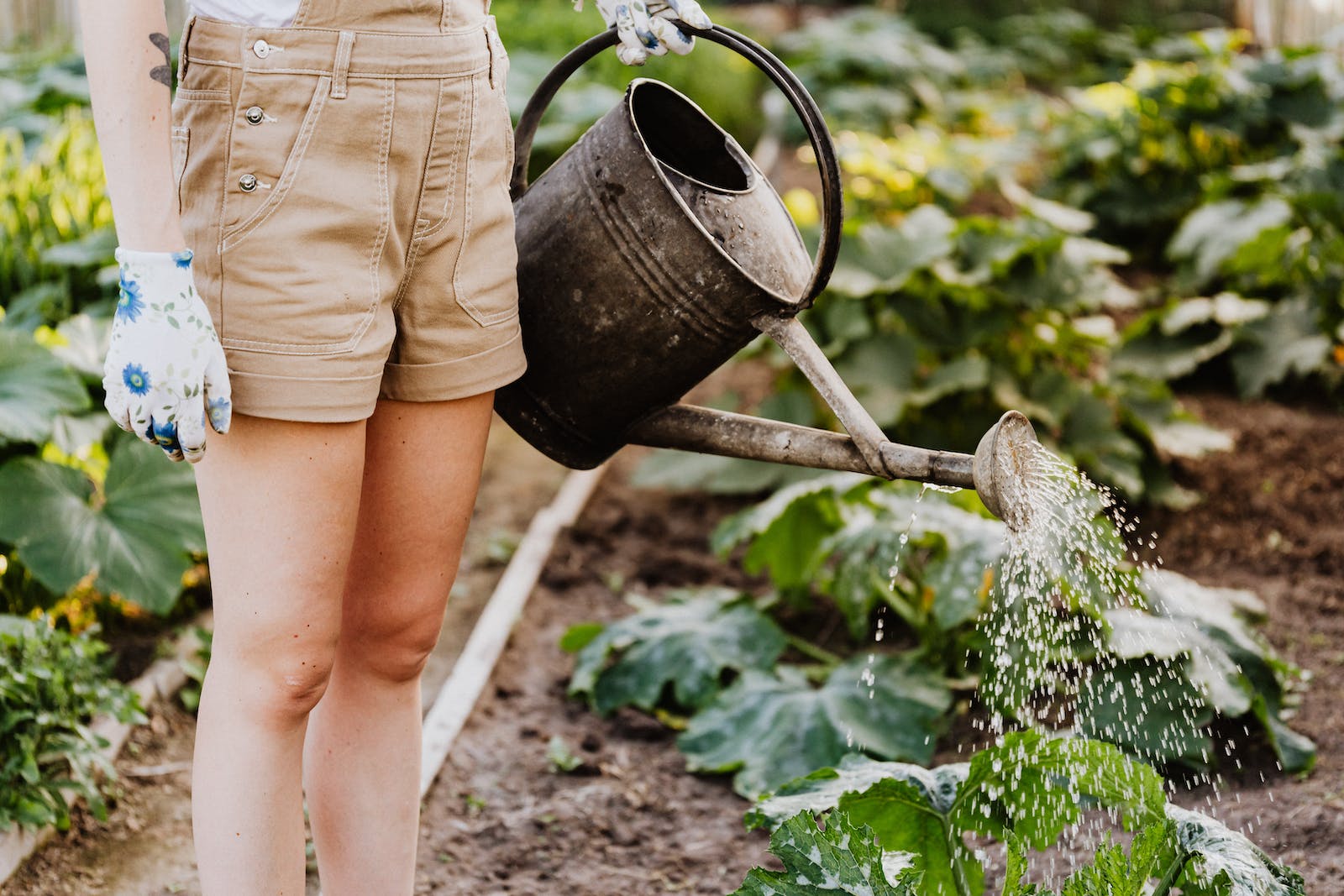 how to make a sustainable garden