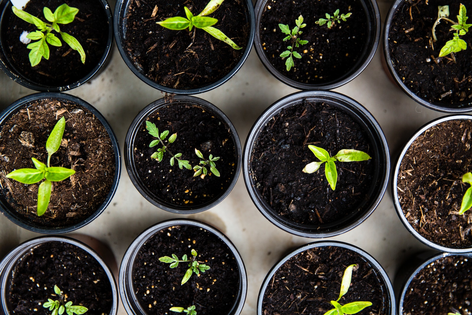 container gardening for beginners