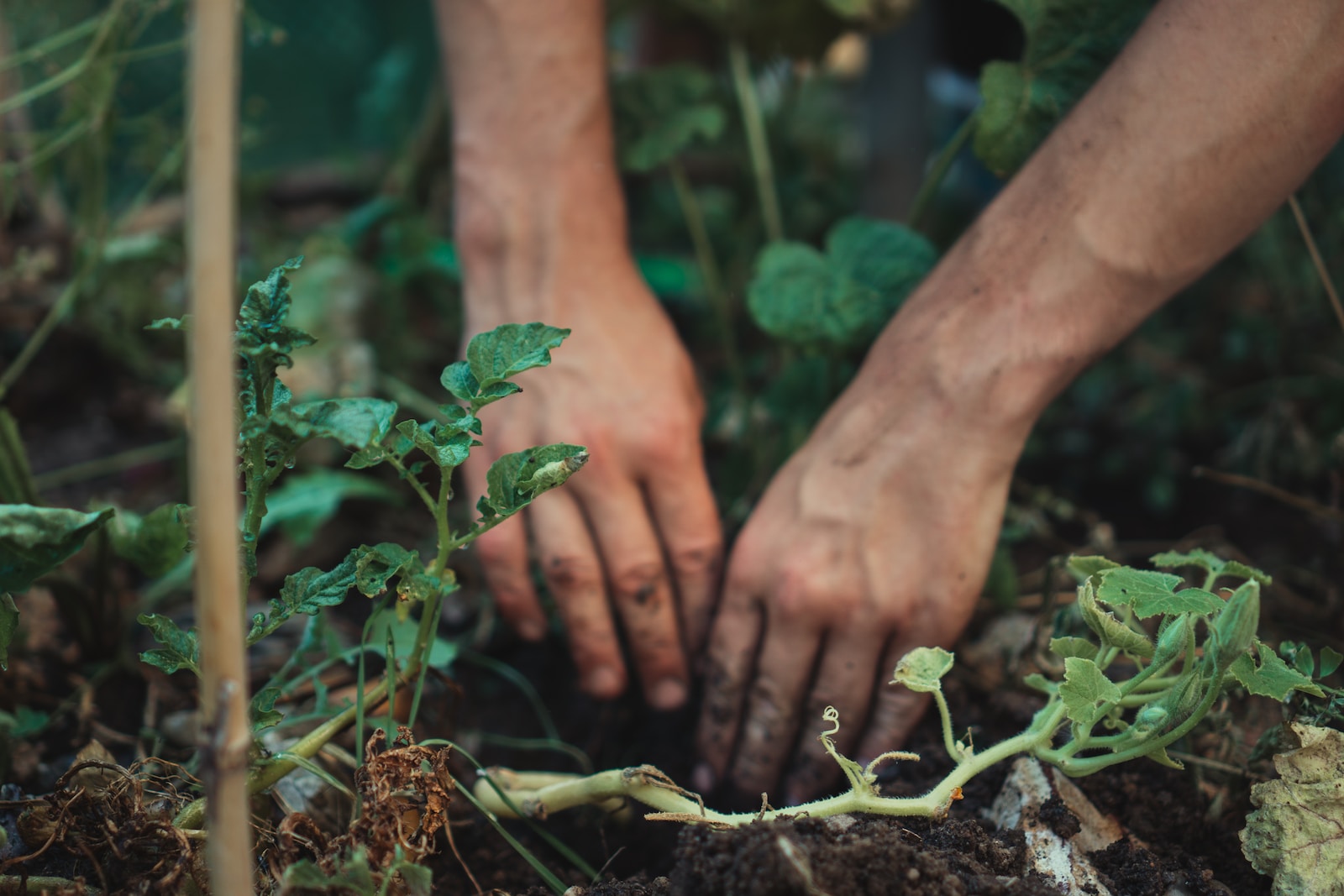 Mastering Organic Gardening