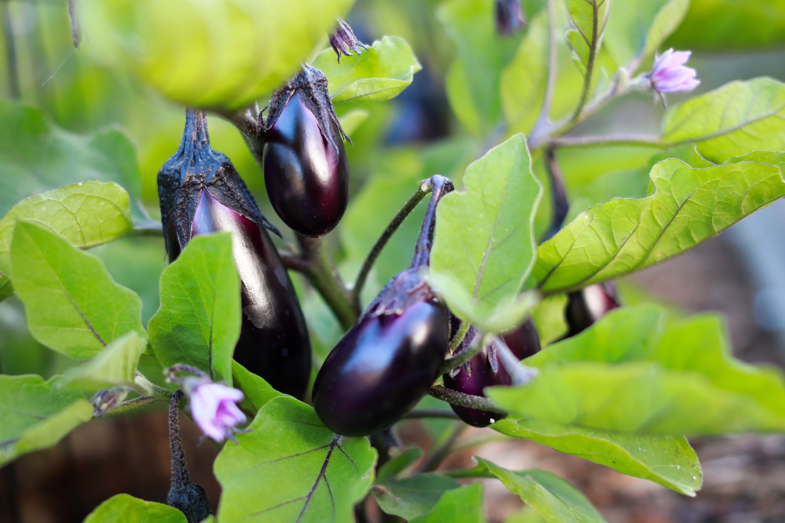 how to make the perfect vegetable garden