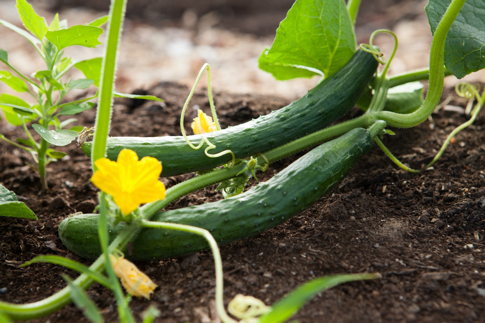 perfect vegetable garden