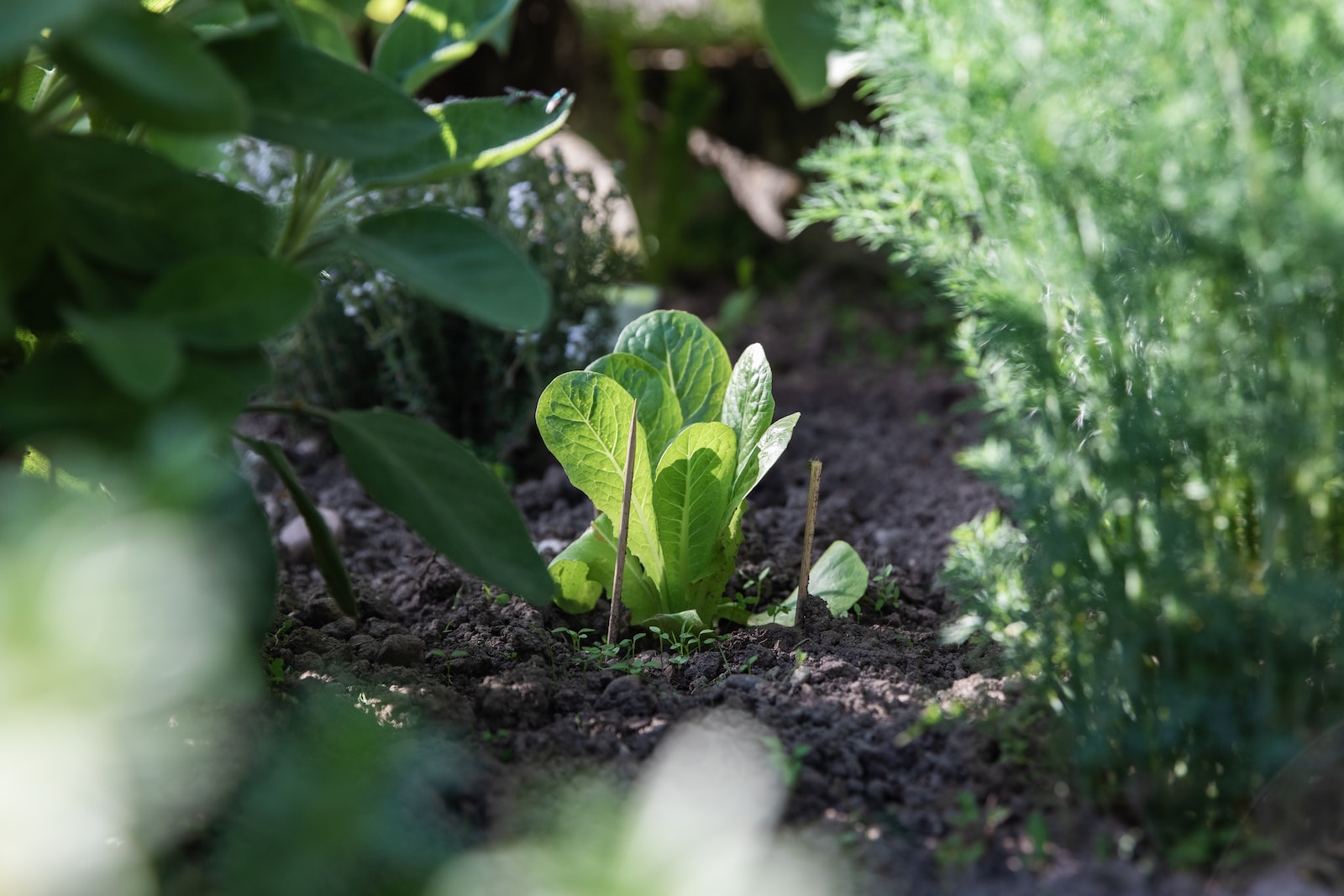 the perfect vegetable garden